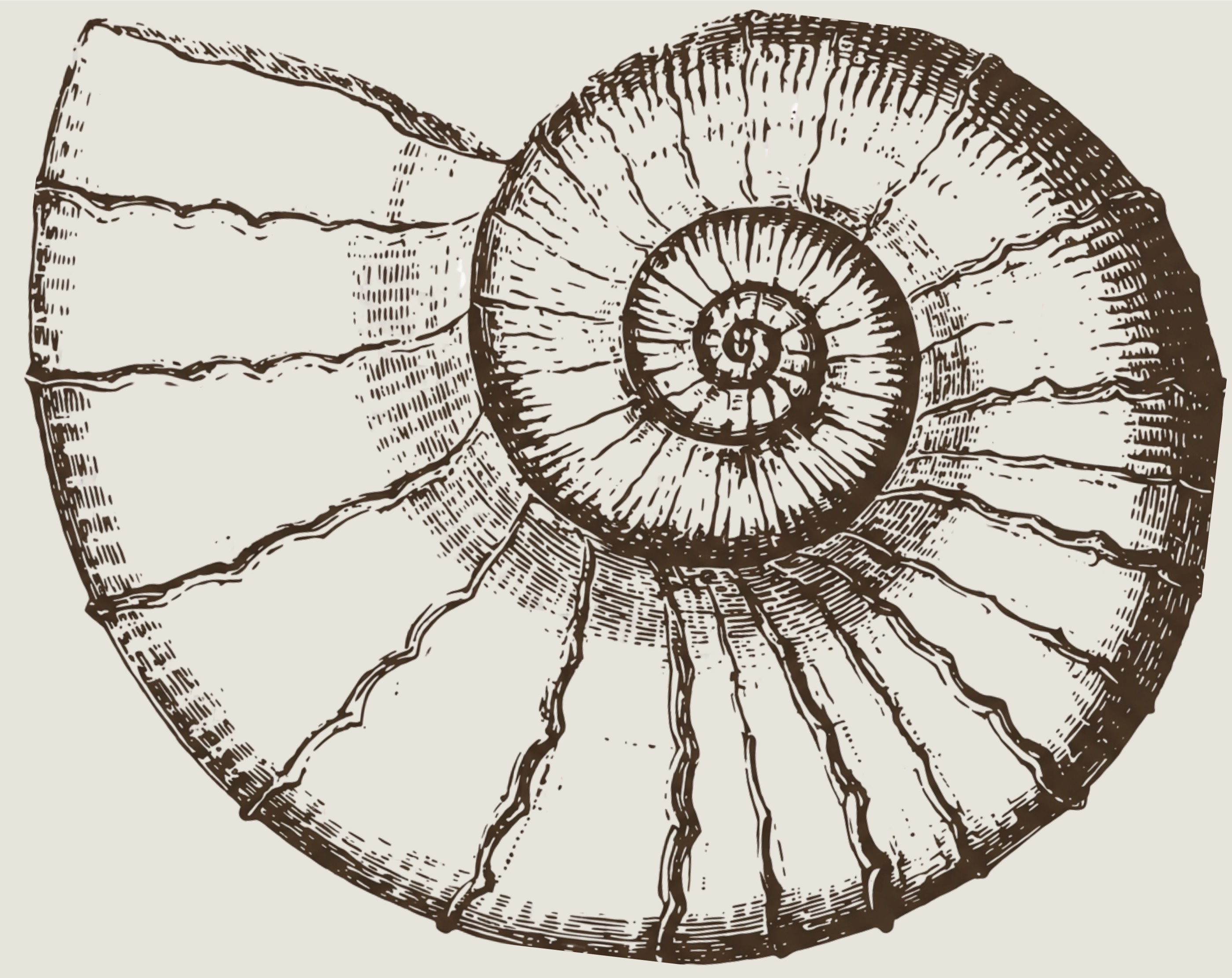 Nautilus shell illustration